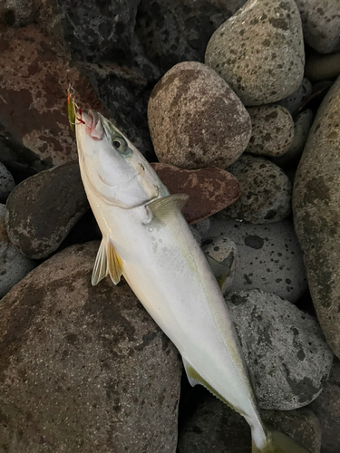 ヤズの釣果