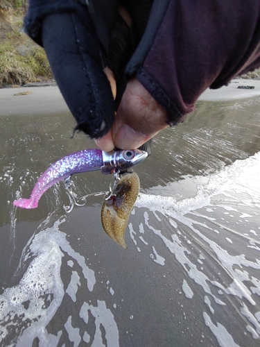 シタビラメの釣果