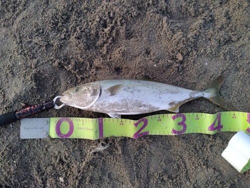 イナダの釣果