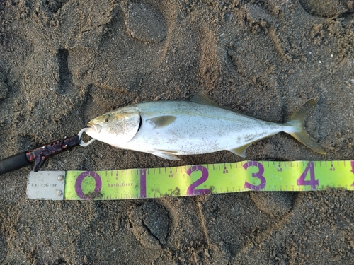 イナダの釣果