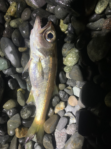 ムツの釣果