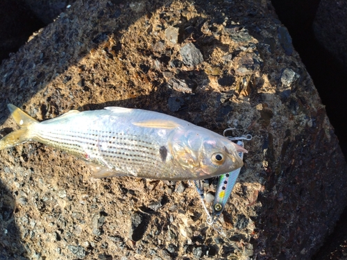 コノシロの釣果