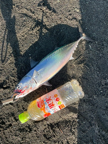 ヒラソウダの釣果