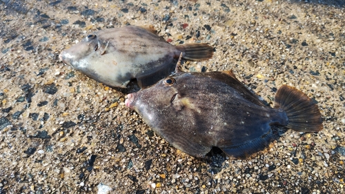 カワハギの釣果