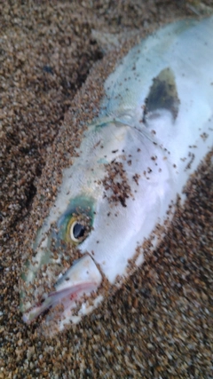 ハマチの釣果