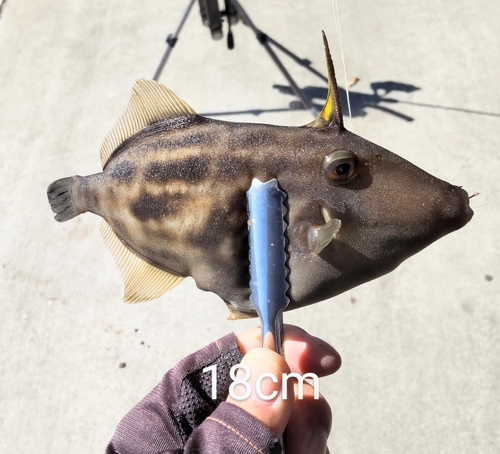 ウマヅラハギの釣果