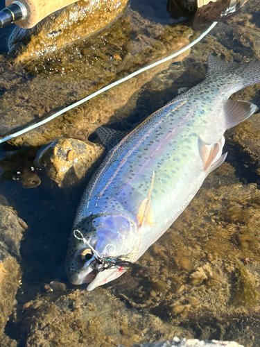 ニジマスの釣果