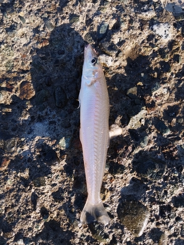 キスの釣果