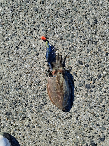 コウイカの釣果