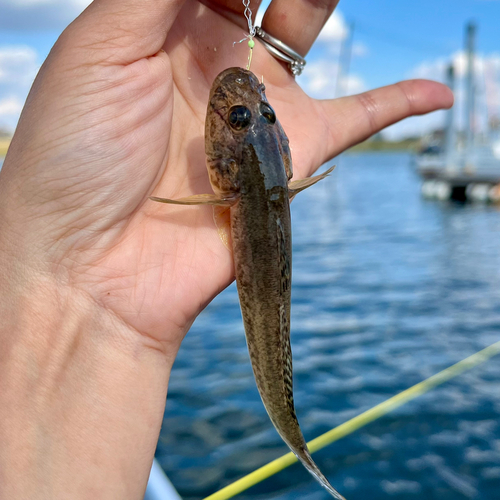 ハゼの釣果