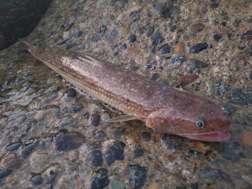 エソの釣果