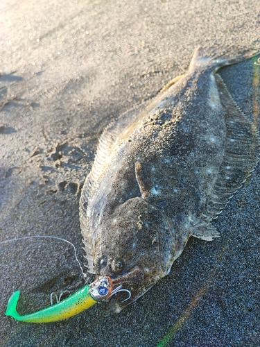 ヒラメの釣果