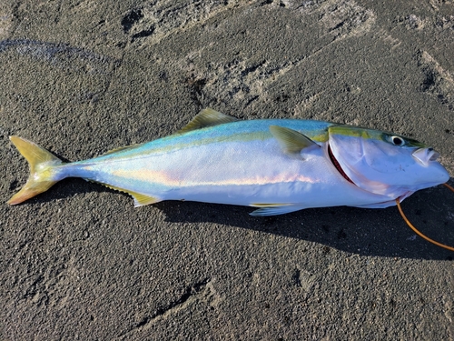 ショッコの釣果