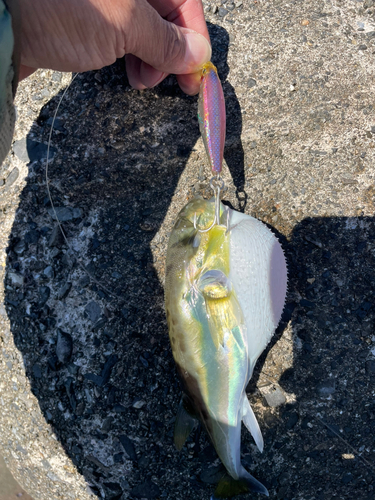 シロサバフグの釣果