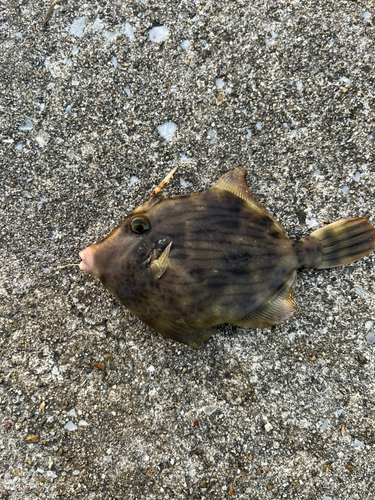 カワハギの釣果