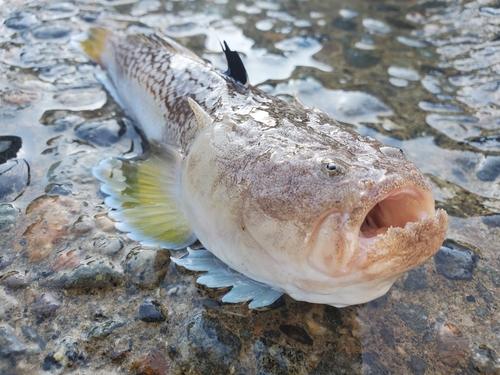 ミシマオコゼの釣果