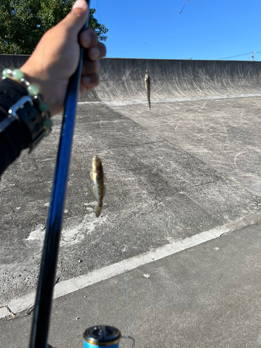 ハゼの釣果