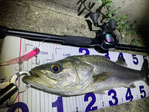 シーバスの釣果