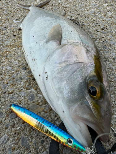 ネリゴの釣果