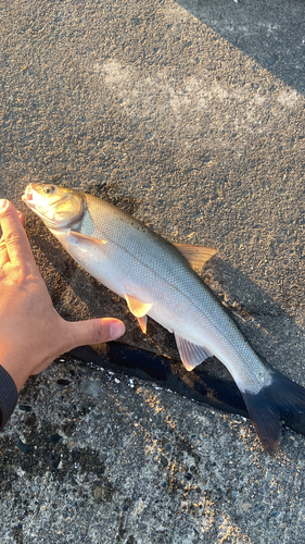 ウグイの釣果