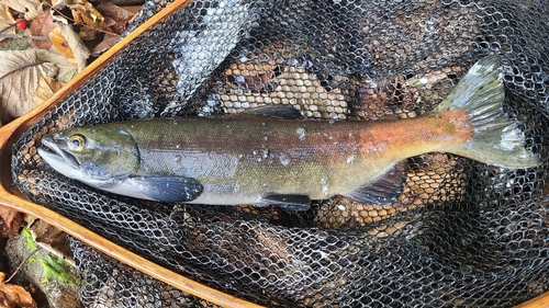 ヒメマスの釣果