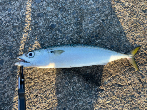 サバの釣果