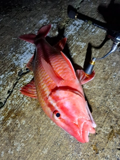 ホウライヒメジの釣果