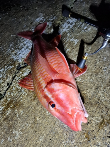 ホウライヒメジの釣果