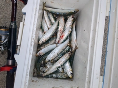 イワシの釣果