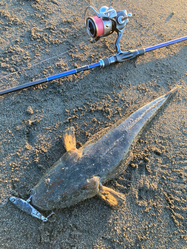 マゴチの釣果