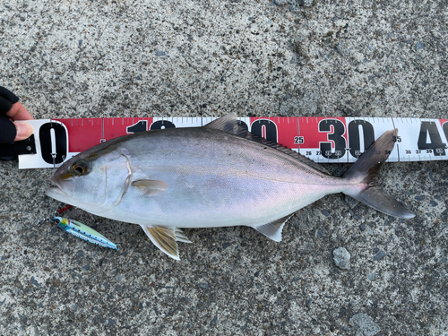 ショゴの釣果