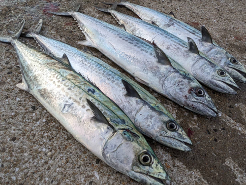 サゴシの釣果