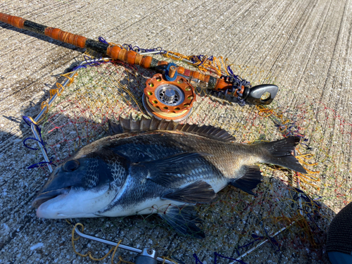 クロダイの釣果