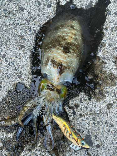 アオリイカの釣果