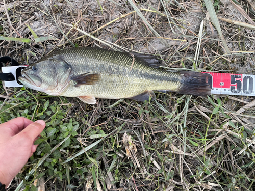 ブラックバスの釣果