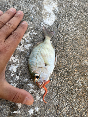 タイの釣果