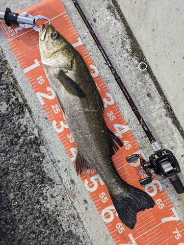 シーバスの釣果