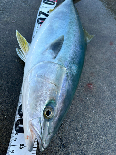 ハマチの釣果