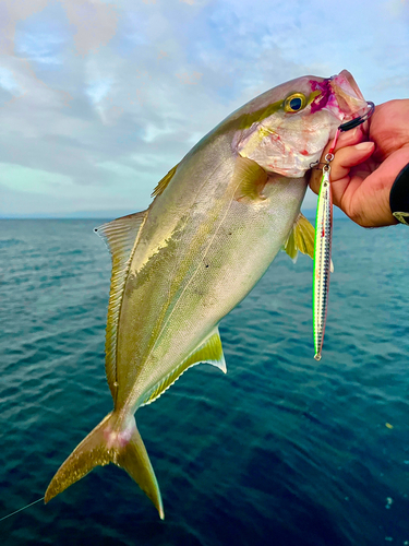 ネリゴの釣果