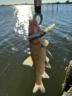 ニゴイの釣果