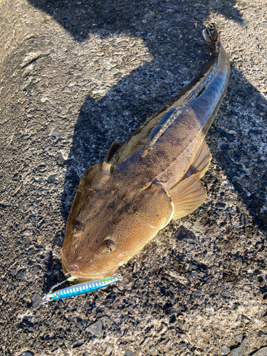 マゴチの釣果