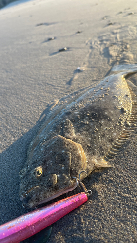 ヒラメの釣果