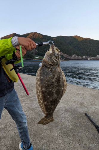 ヒラメの釣果