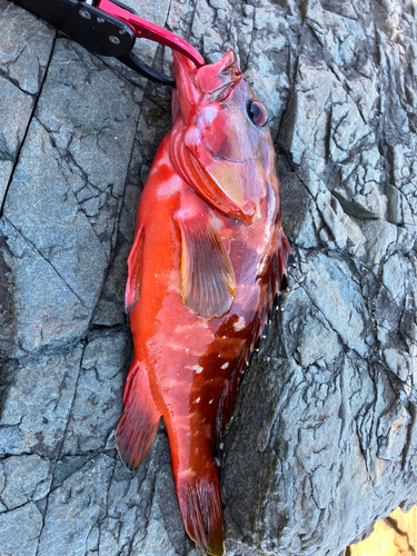 アカハタの釣果