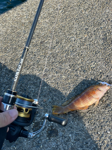 ベラの釣果