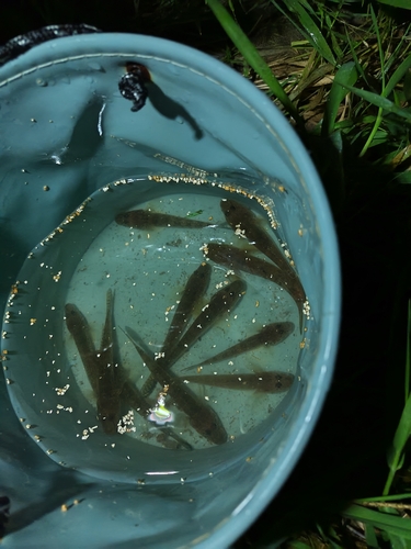 ハゼの釣果