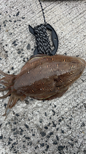 モンゴウイカの釣果