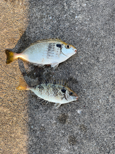 キビレの釣果