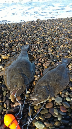 ヒラメの釣果