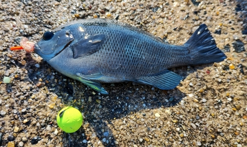 グレの釣果